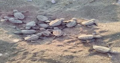 Anamur’da binlerce Caretta yavrusu yeni yaşamlarına kavuştu #mersin