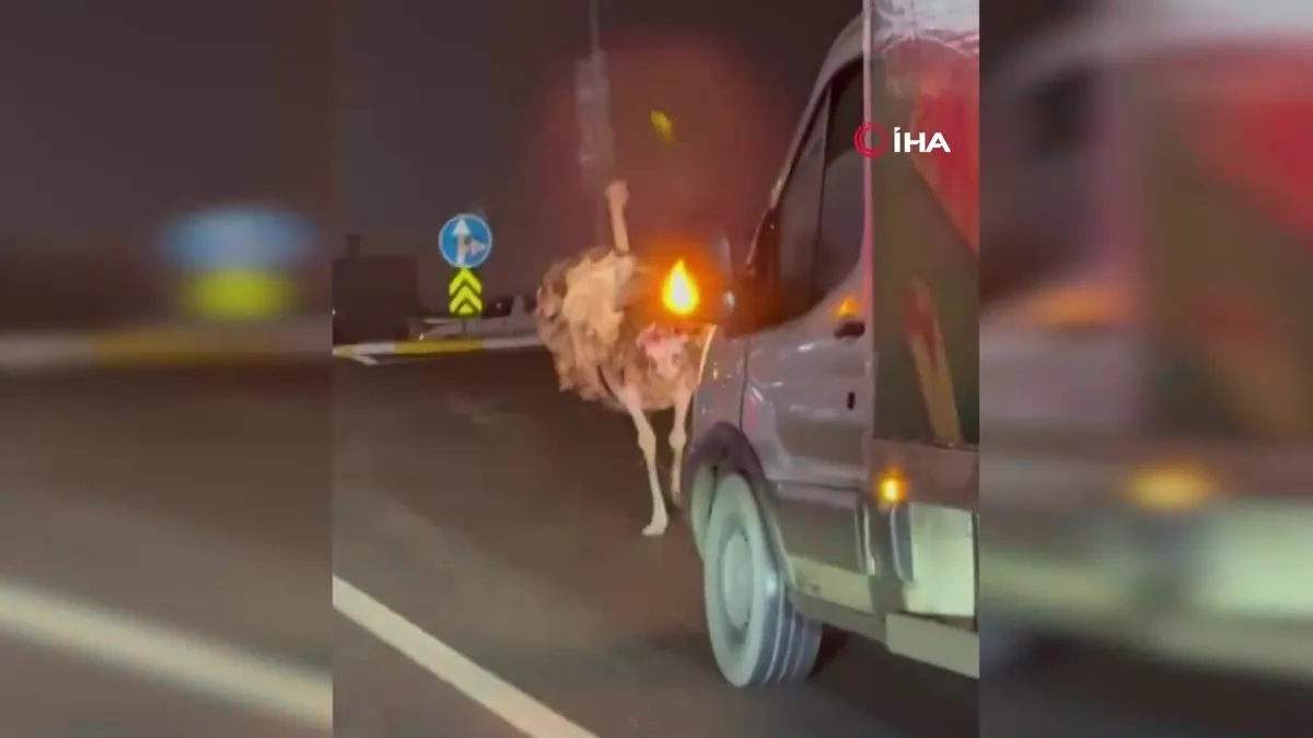 Sakarya’da trafiği birbirine katan devekuşu kamerada | Video videosunu izle Sakarya’da trafiği birbirine katan devekuşu kamerada | Video videosunu izle