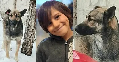 Türkiye Emir Mete Durna’ya ağlıyor: Köpek saldırısına uğrayan çocuk gece yarısı…
