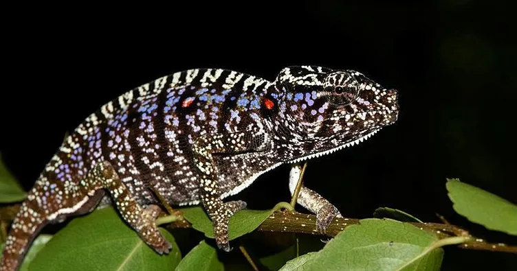 Bir asır sonra ortaya çıktı