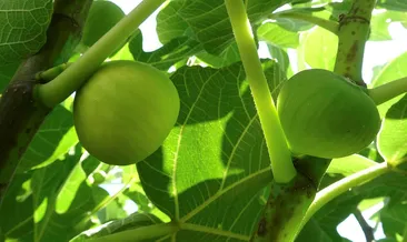 Rüyada incir görmek ne anlama gelir? Rüyada kuru incir görmek