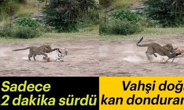 Vahşi doğada leoparın kan donduran avı