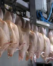 Tavuk etine ihracat kısıtlaması