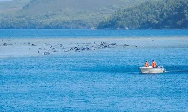 275 balina sığ sularda mahsur kaldı