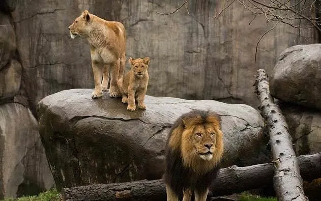 Aslan yavrularının babalarıyla ilk buluşması