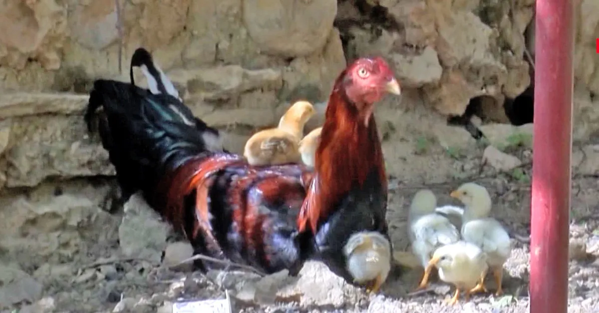 Diyarbakir Da Kumeste Saskinlik Verici Olay Ilginc Olayi Duyanlar Horozu Gormeye Geliyor Videosunu Izle Son Dakika Haberleri Diyarbakir Da Kumeste Saskinlik Verici Olay Ilginc Olayi Duyanlar Horozu Gormeye Geliyor Videosunu Izle Son Dakika Haberleri