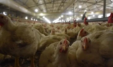 Tavuk eti üretimi yüzde 5,7 arttı