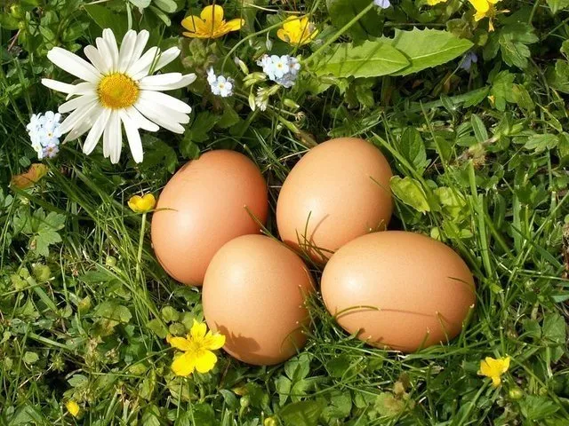 Yumurta boy uzatıyor!