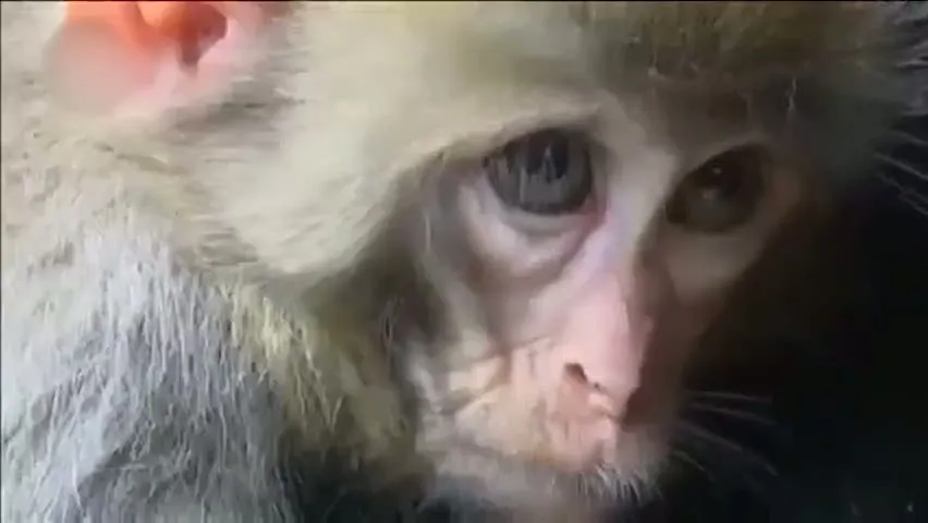 Maymun kendisine aile olarak bir keçi sürüsünü seçti.