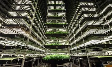 Yeni dünya akıllı tarım! “1 Milyon Metrekarelik Dikey Tarım Fabrikası”