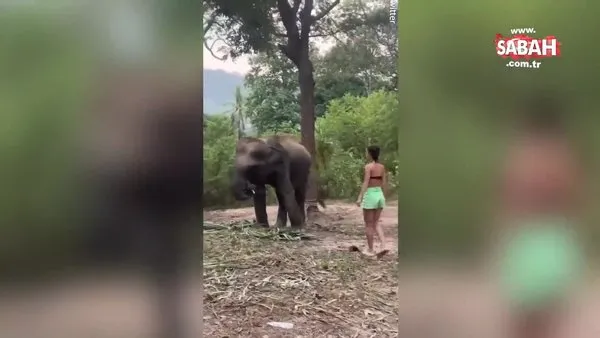 Sadece fotoğraf çektirmek istedi ama... Yavru fil, turiste hayatının şokunu yaşattı | Video