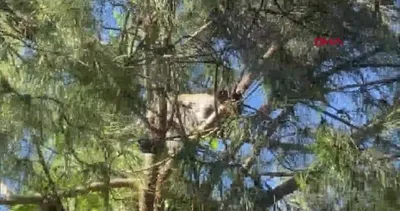 İstanbul Bağcılar’da maymun şaşkınlığı