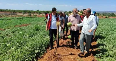 Şanlıurfa’da 1 dekar alandan 5 ton ürün alınıyor #sanliurfa