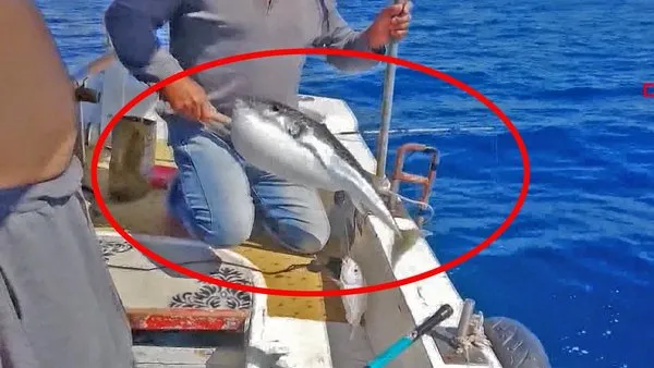 Son Dakika Haberi: Antalya'da balon balığı dehşeti: 1 ölü | Video