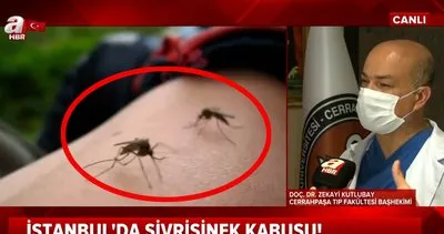 İstanbul’da sivrisinek kabusu... Bu kan grubunda olanlar dikkat! | Video