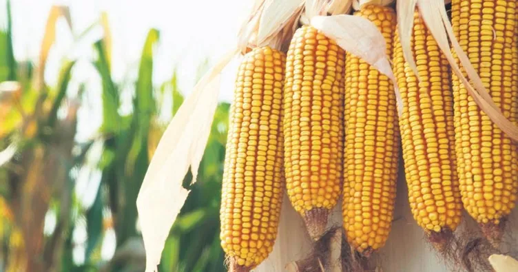 Cargill online bereket eğitimi veriyor