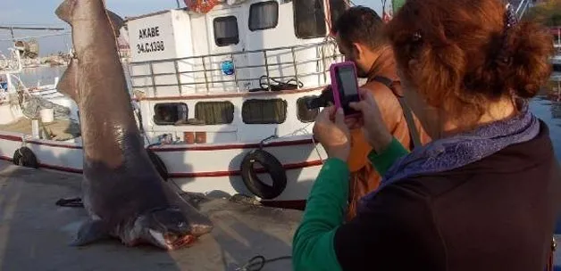 Marmara’da ağlara köpekbalığı takıldı