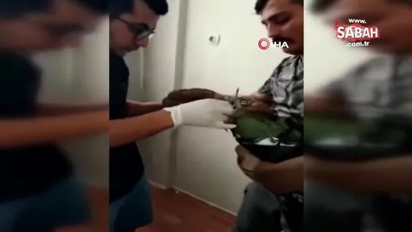 Avladığı yılanı yutamayıp fenalaşan kartal, tedavisinin ardından doğaya salındı | Video