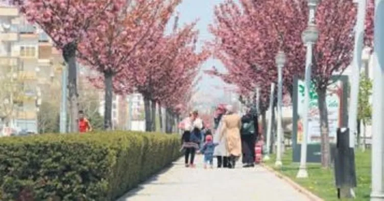 Sakuralar şehre renk katıyor
