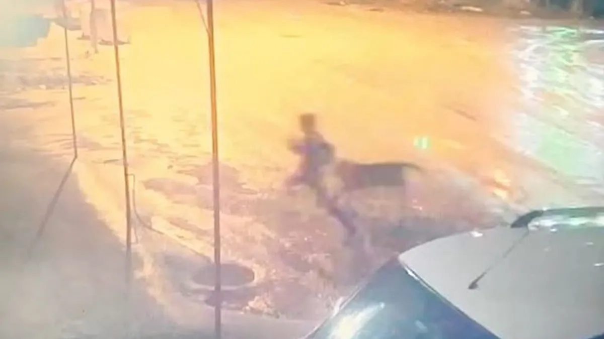 Adıyaman’da sahipsiz köpek dehşeti: Çocuğu vatandaşlar kurtardı! Adıyaman’da sahipsiz köpek dehşeti: Çocuğu vatandaşlar kurtardı!