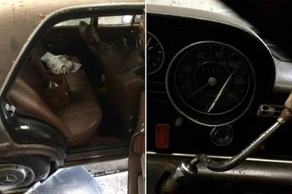 20 yıl sonra ahırdan çıktı