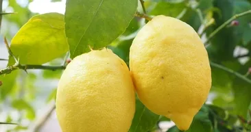 Limonun üzerine tuz serpmenin faydaları