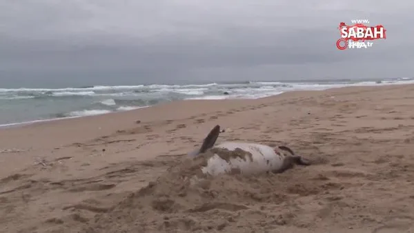Şile'de ölü yunus sahile vurdu | Video