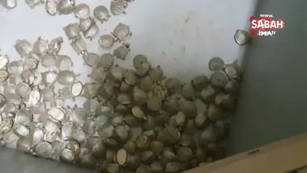Ardahan'da 4 bin 560 su kaplumbağası ele geçirildi | Video