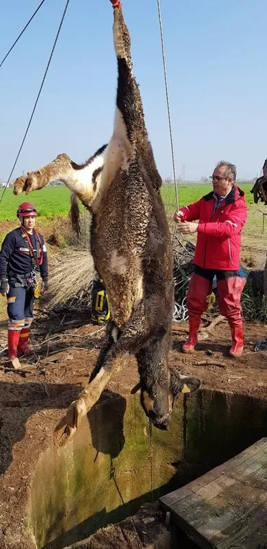 İzmir'de kuyuya düşen inek operasyonla kurtarıldı