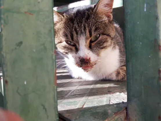 tavuk etiyle zehirlenen kedilerden 4 u