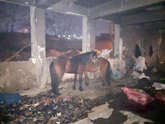 İzmir’de kaçak kesime baskın: Katır ve eşekler kurtarıldı, 6 hayvanı katletmişler