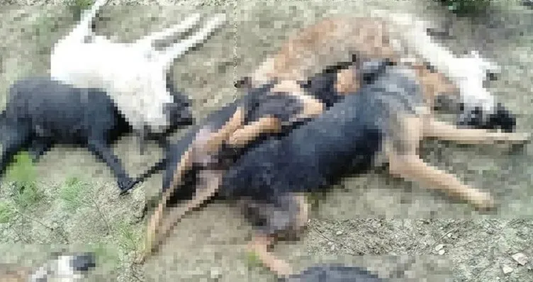 SON DAKİKA | CHP’li belediyenin köpek katliamıyla ilgili şok gelişme! Skandal gerçek ortaya çıktı