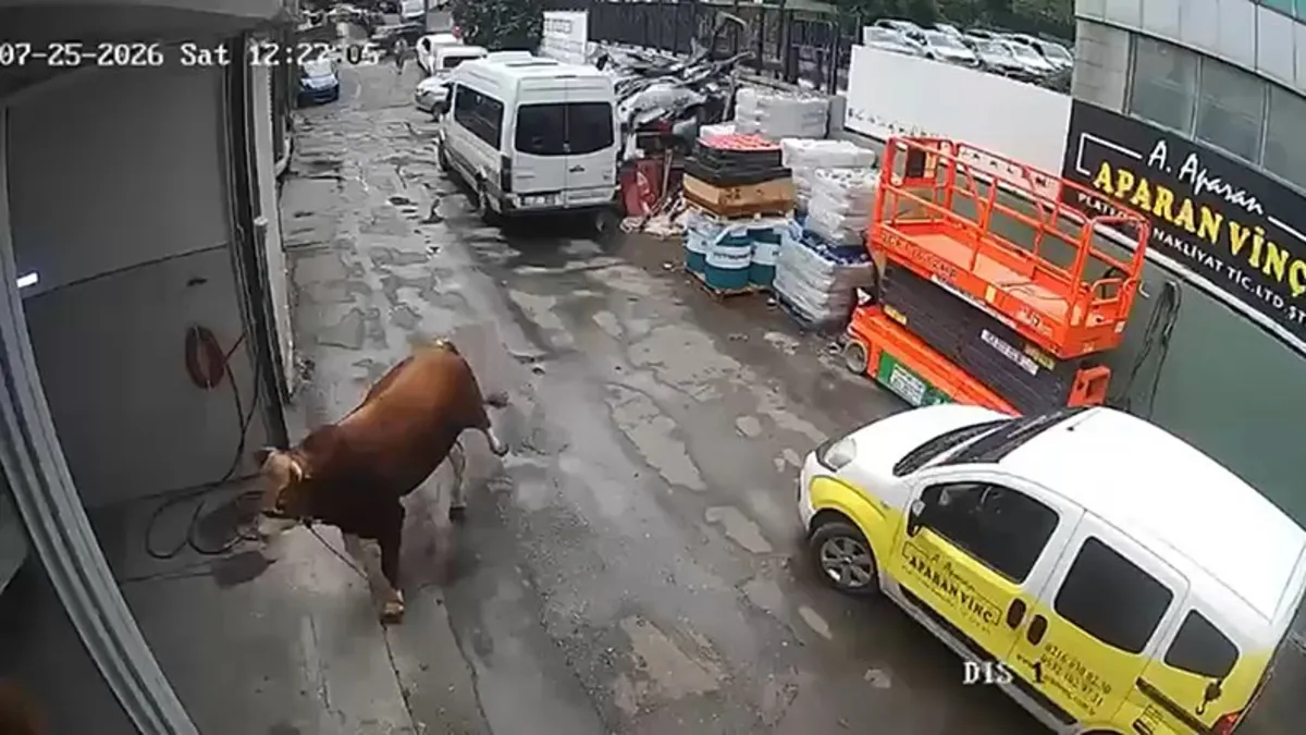 Ümraniye'de bir dükkanın içine giren boğa.