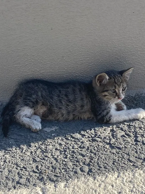 Yaralı yavru kedi hayata böyle tutundu! Son Dakika Haberler