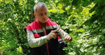 Kokarca ile mücadele sürüyor #rize