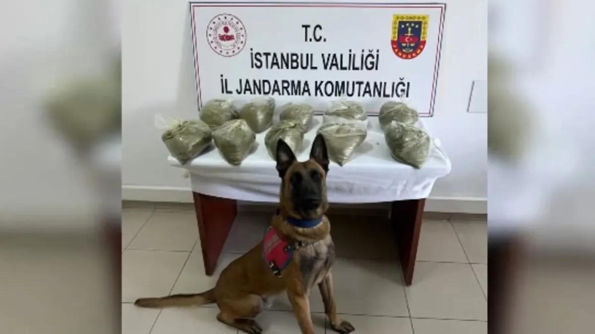 Uyuşturucu operasyonunda ele geçirilen kenevir bitkileri ve uyuşturucu maddeler.