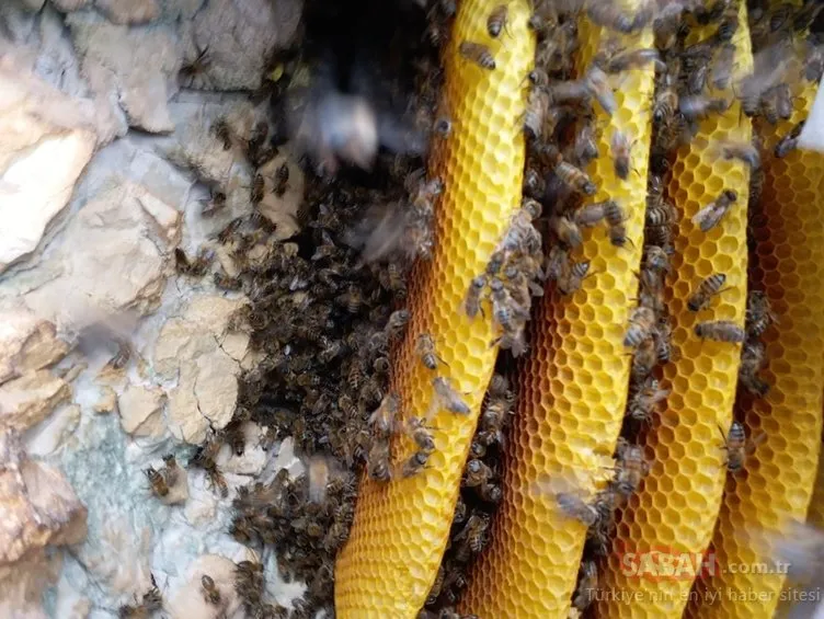Arıların izini sürerek bal topluyor!