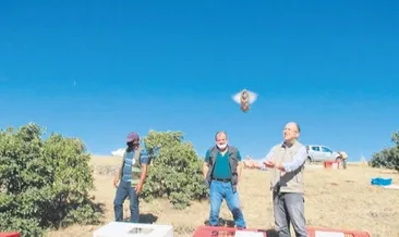 Kınalı keklikler doğaya salındı