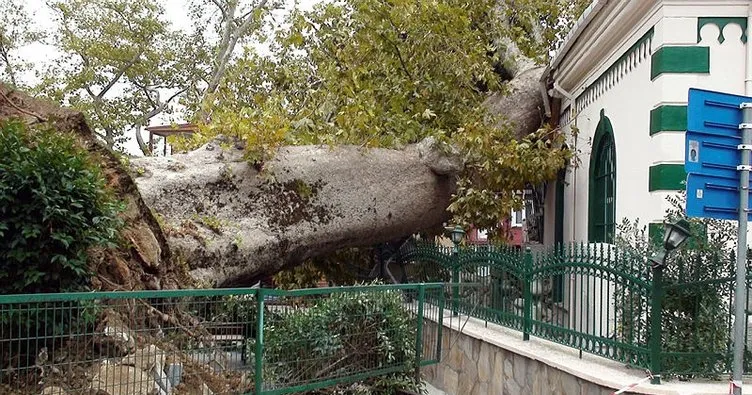 Ağacın camide yol açtığı hasar gün ağarınca ortaya çıktı