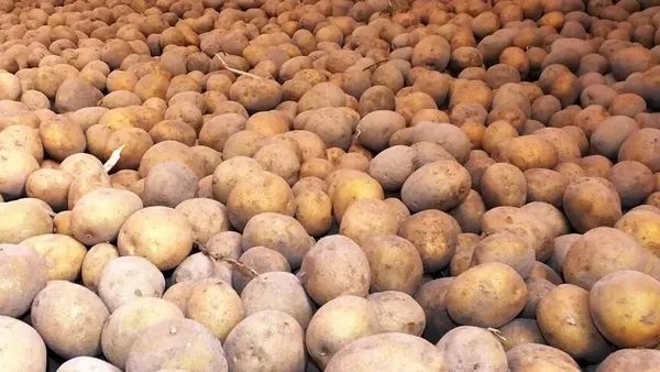 avrupanin-ortasinda-patates-krizi-1786436092009.jpeg