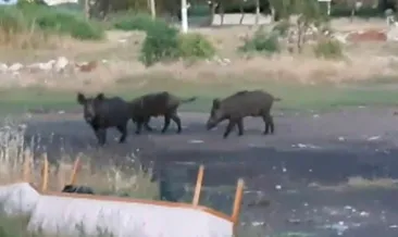 Aç kalınca şehir merkezine indiler!