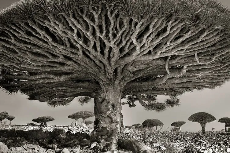 Dünyanın en büyük ve en yaşlı ağaçları