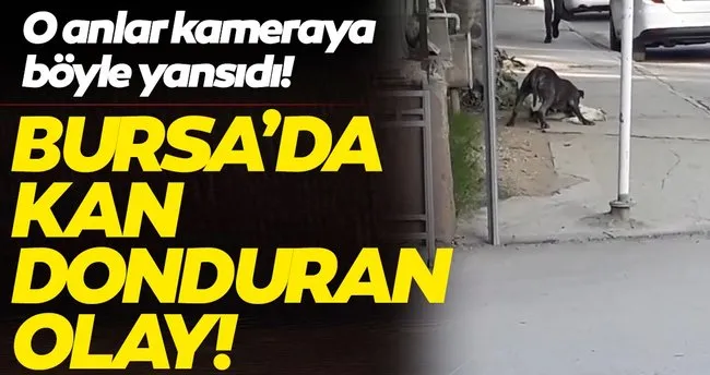 son dakika haberi bursa daki pitbull vahseti kamerada son dakika yasam haberleri