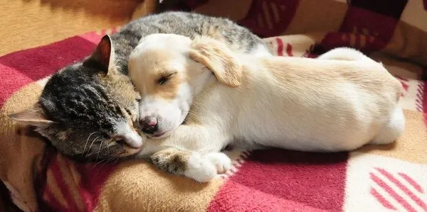 Kedi ile köpeğin dostluğu
