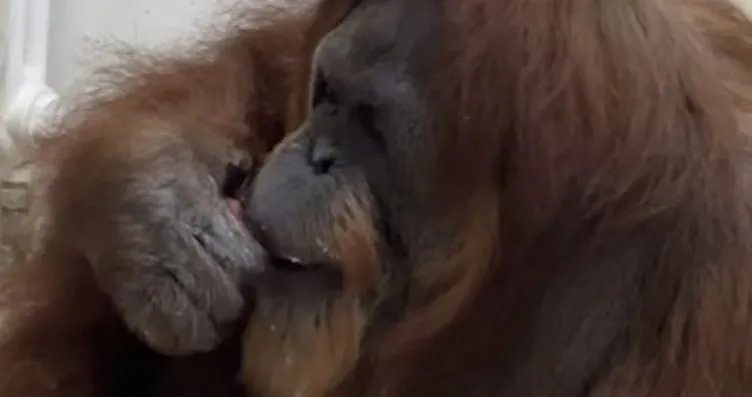 Dünyanın en yaşlı orangutanı doğum gününü kutladı!...