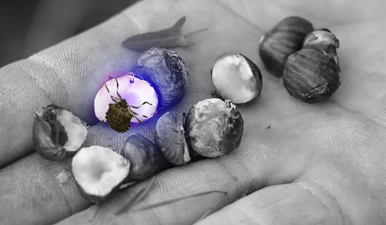 Kokarca böceği tarıma bela oldu: Karadeniz’de fındığı bitirdi!