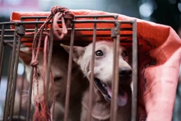Tüm tepkilere rağmen 'köpek yeme festivali' başladı