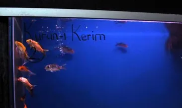 Kur’an-ı Kerim ve Tasavvuf Musikisi dinletilen balıklar daha çabuk büyüyor