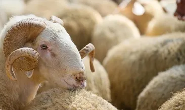 Abdestsiz kurban kesilir mi, abdestli olmak şart mıdır? İşte, Diyanet İşleri açıkladı!