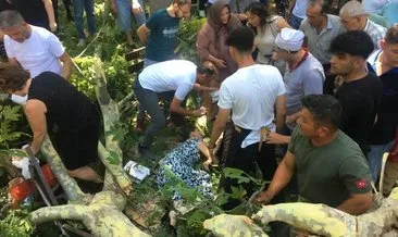 Tarihi çınarın düşen dalının altında kalmıştı! Kurtarılamadı #kocaeli